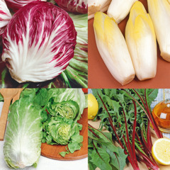 Cichorium intybus - Lof