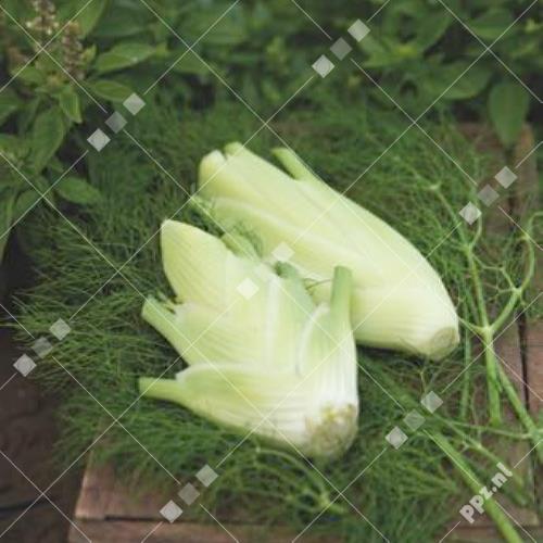 Foeniculum vulgare - (Knol)Venkel