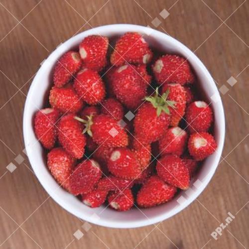 Fragaria - Aardbeien