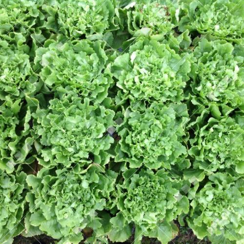 Cichorium endivia - Andijvie