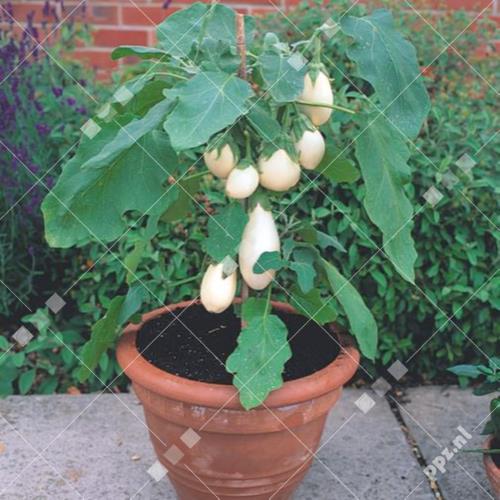 Solanum - Aubergine