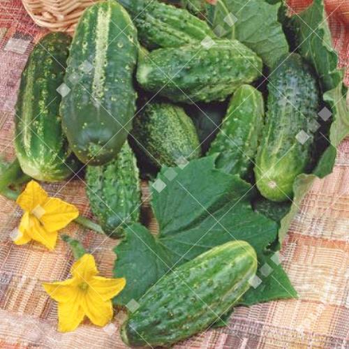Cucumis sativus - Augurken