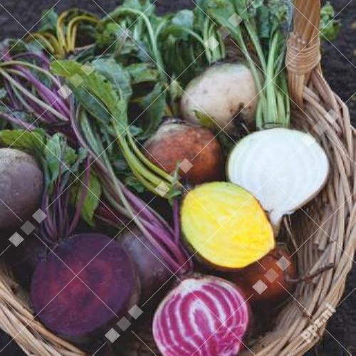 Beta vulgaris - Bieten