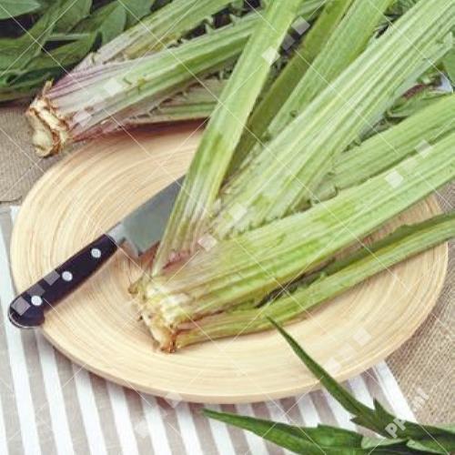 Cynara cardunculus - Kardonzen