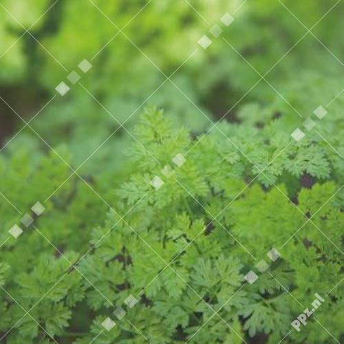 Anthriscus cerefolium - Kervel