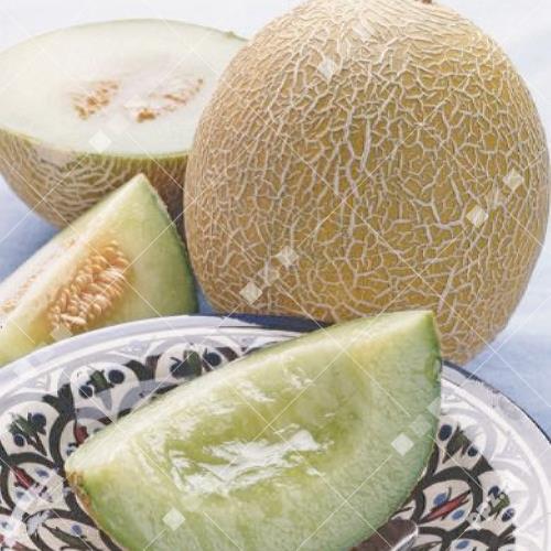 Cucumis melo - Meloen