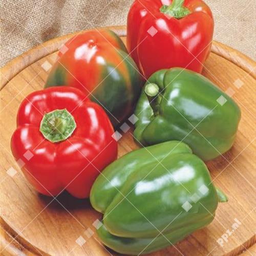 Capsicum annuum - Paprika
