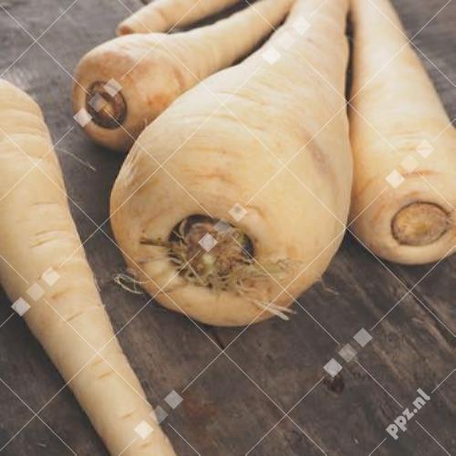 Pastinaca sativa - Pastinaak