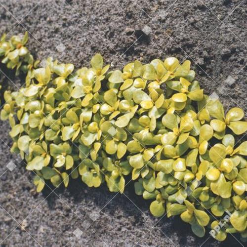 Portulaca oleracea - Postelein