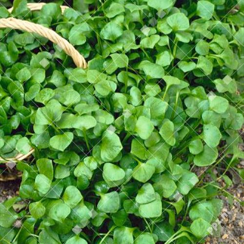 Claytonia perfoliata