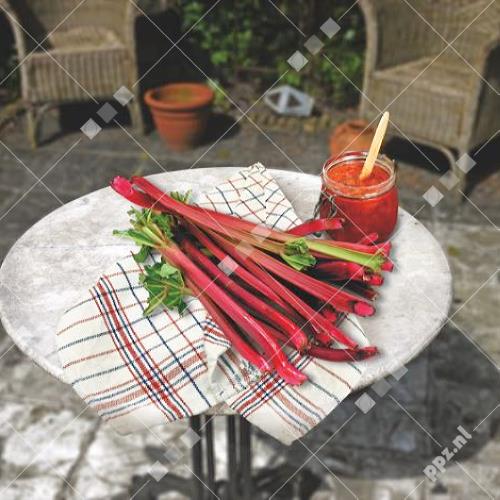 Rheum undulatum - Rabarber