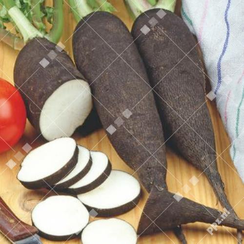 Raphanus sativus - Ramenas