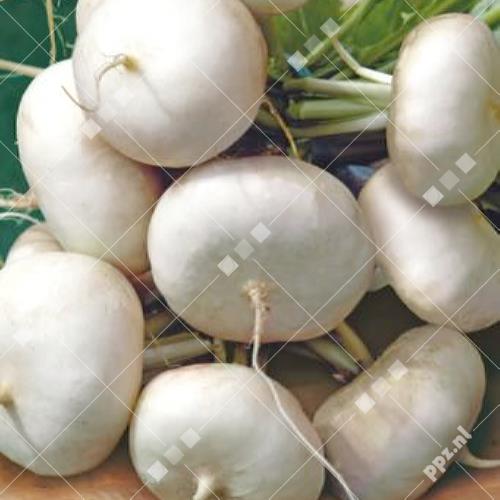 Brassica rapa - Rapen