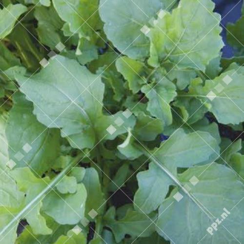 Eruca - Rucola