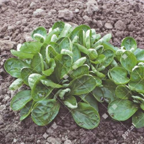 Valerianella locusta - Veldsla