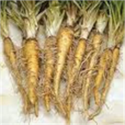 Tragopogon porrifolius