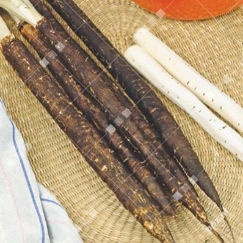 Scorzonera hispanica - Schorseneren