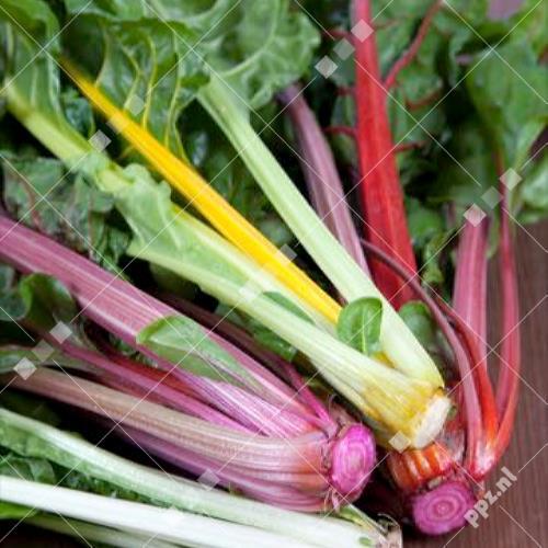 Beta vulgaris - Snijbiet