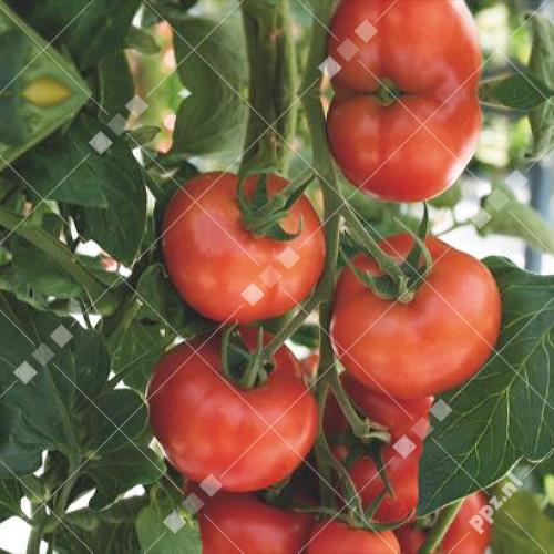 Solanum lycopersicum - Tomaten