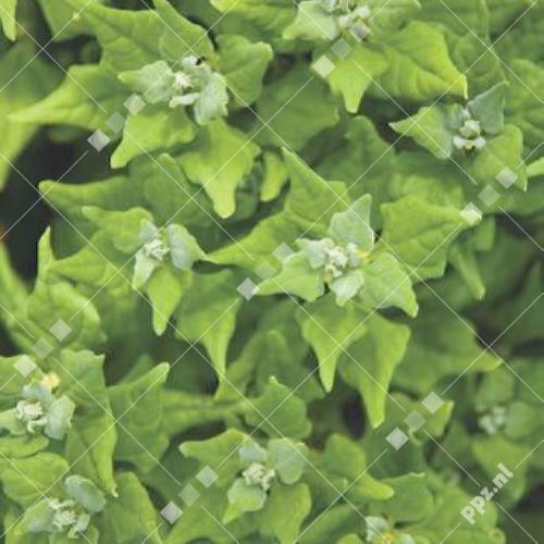 Tetragonia tetragonoides - Nieuwzeelandse spinazie