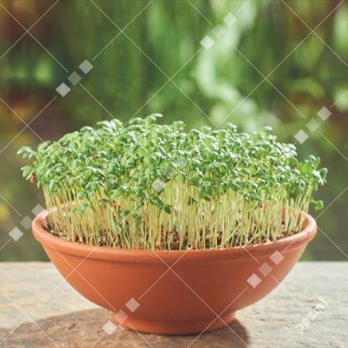 Lepidium sativum - Tuinkers