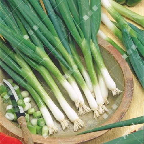 Allium fistulosum - Stengelui