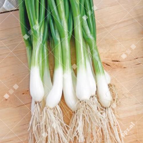 Allium cepa - Bosui