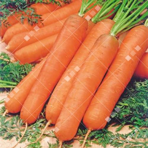 Daucus carota - Wortelen