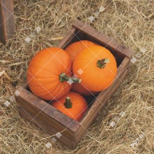 Cucurbita pepo - Winter squash