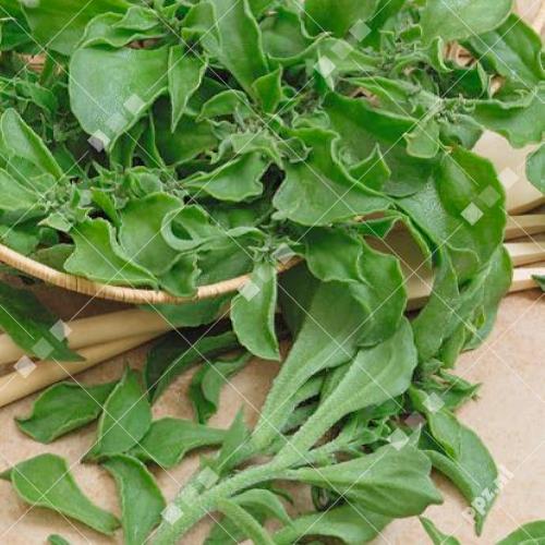 Mesembryanthemum crystallinum - IJskruid