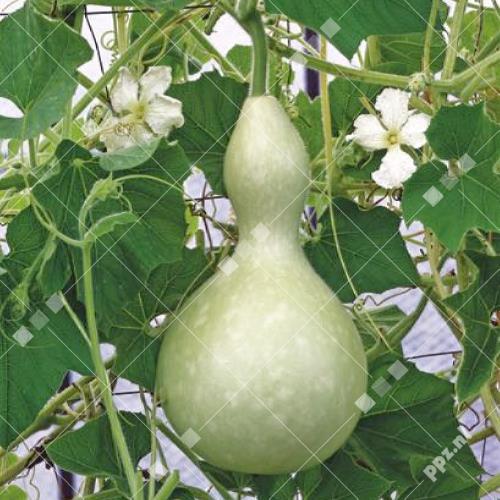 Lagenaria siceraria - Fles Kalebas