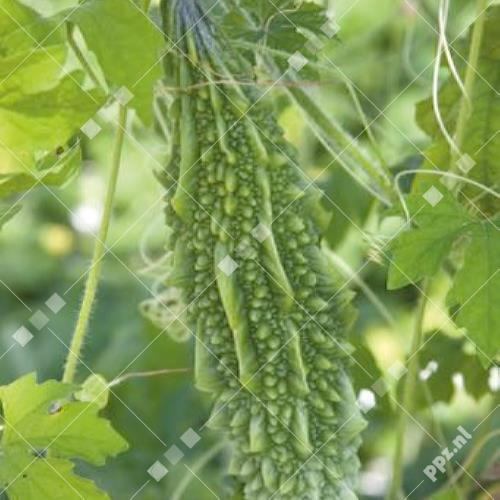 Momordica charantia - Bittergourd