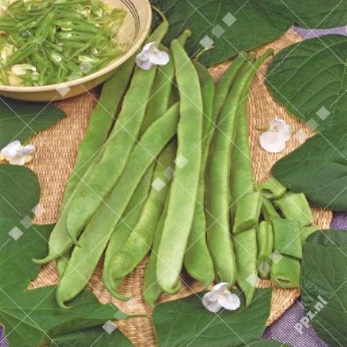 Phaseolus coccineus - Pronkboon