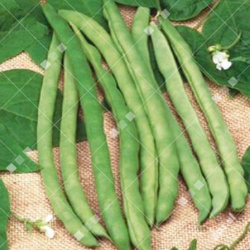 Phaseolus vulgaris - Stokslaboon