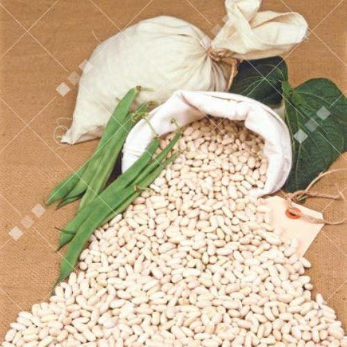 Phaseolus vulgaris - Stamdroogboon