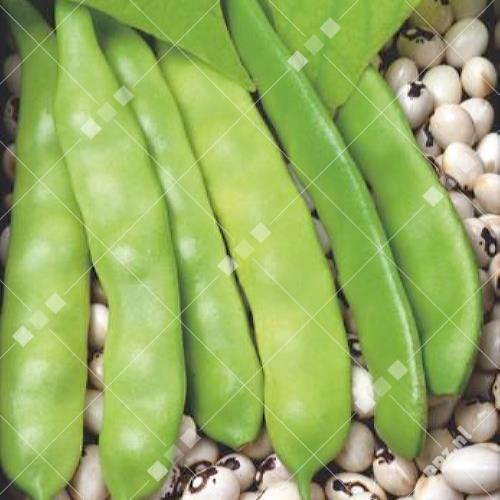 Phaseolus vulgaris - Stokdroogboon