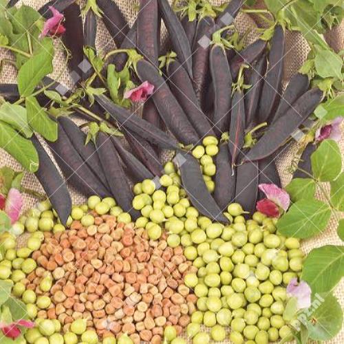 Pisum sativum - Capucijner