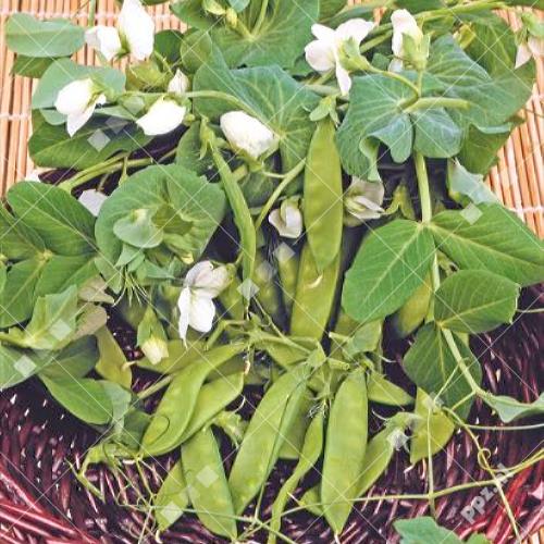 Pisum satvium - Peul