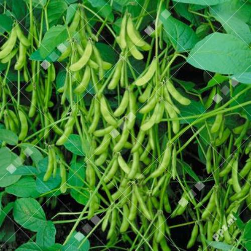 Glycine max - Sojaboontjes