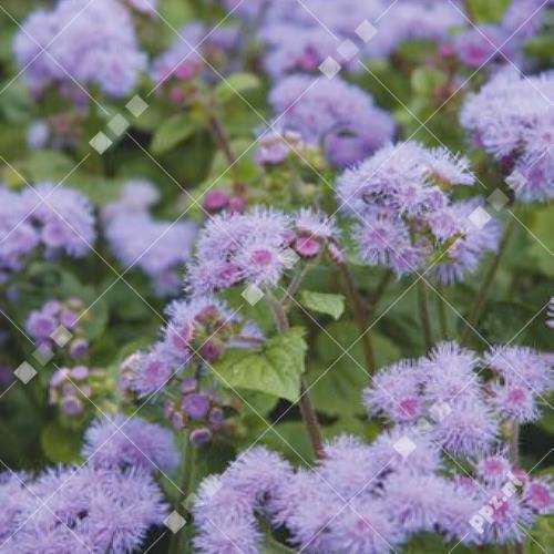 Ageratum houstonianum