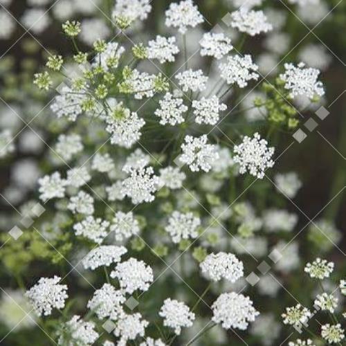 Ammi majus