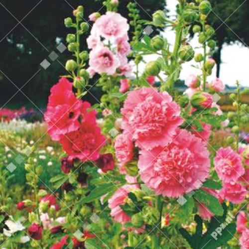 Althaea (Alcea) rosea