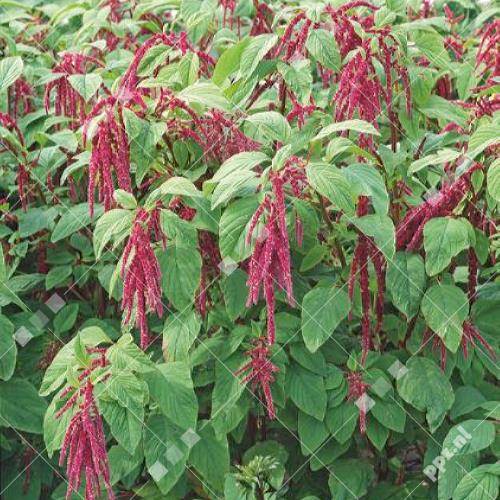 Amaranthus