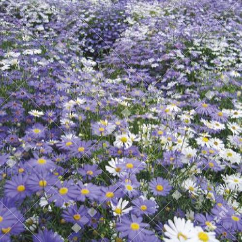 Brachycome iberidifolia