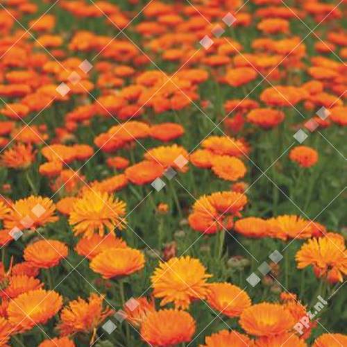 Calendula officinalis