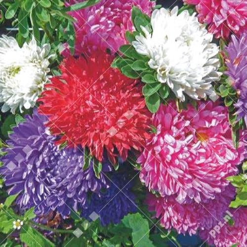 Callistephus chinensis