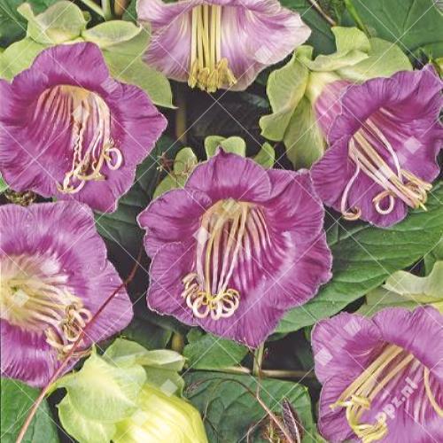 Cobaea scandens