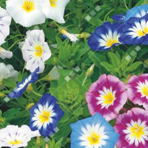 Convolvulus tricolor