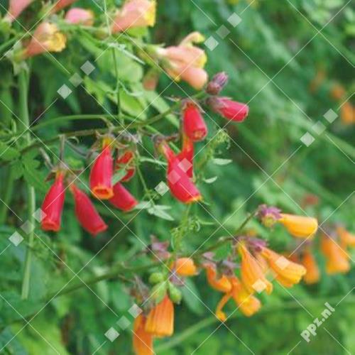 Eccremocarpus scaber