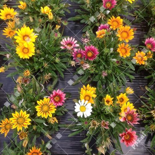 Gazania splendens